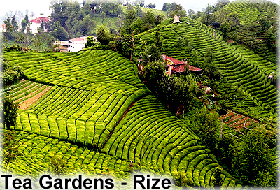 rize